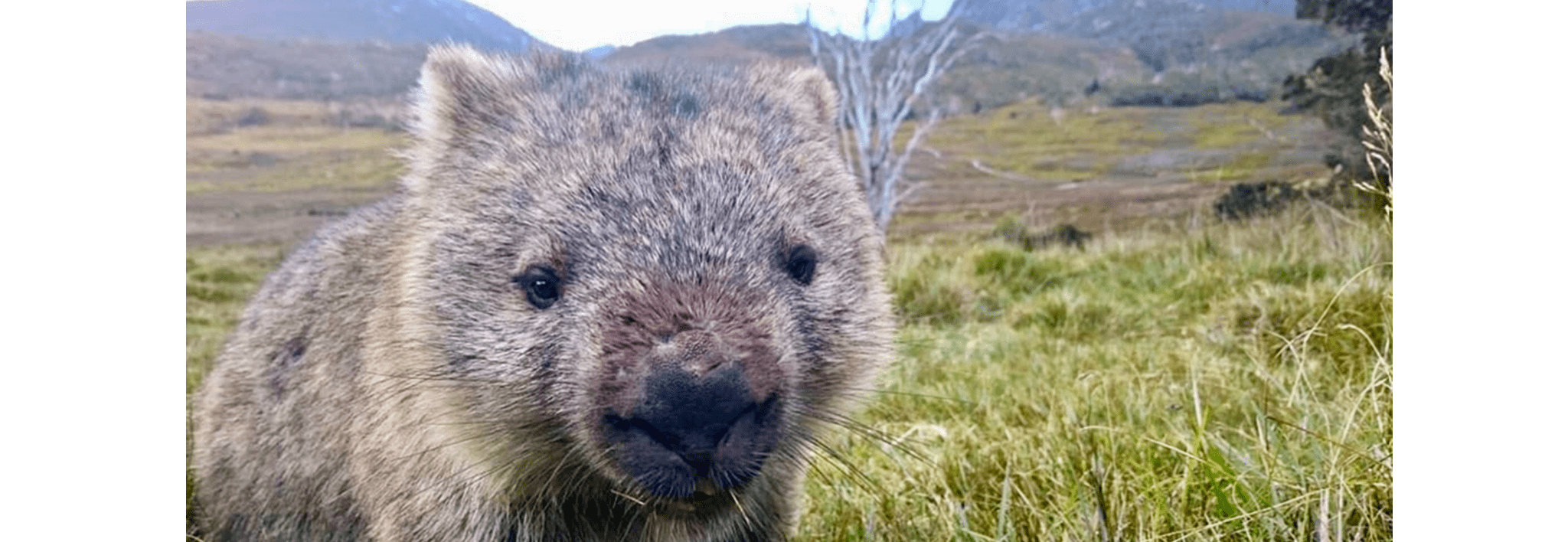 wombat at waldheim